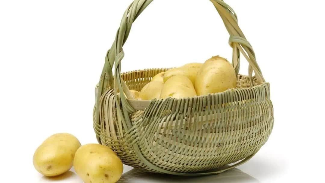 Sennik Ziemniaki Surowe: Duże Ziemniaki, Gotowane, Wykopane, Zbierać