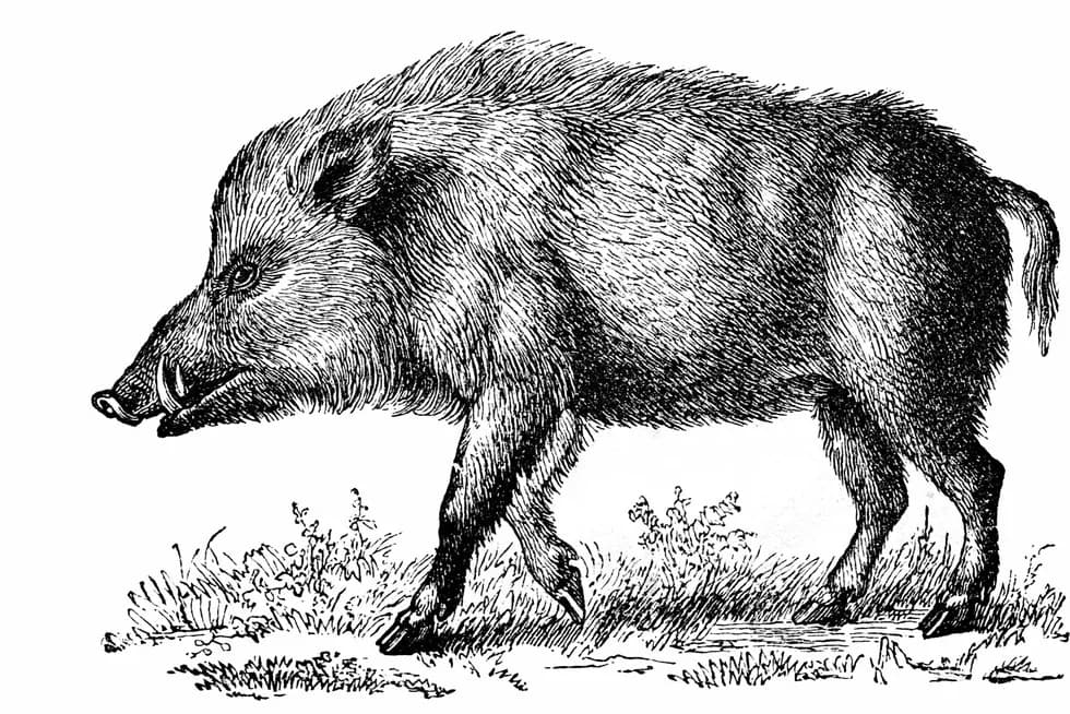 Co oznacza spotkanie dzika w snach? Odkryj znaczenie