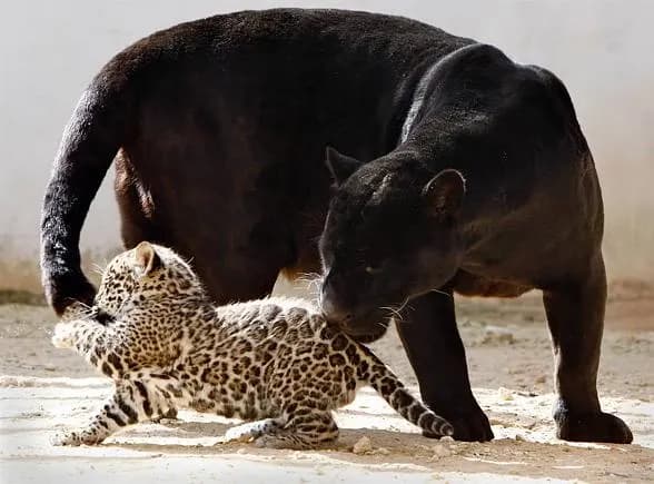 Sennik Panthera - Czarna Panthera Sennik