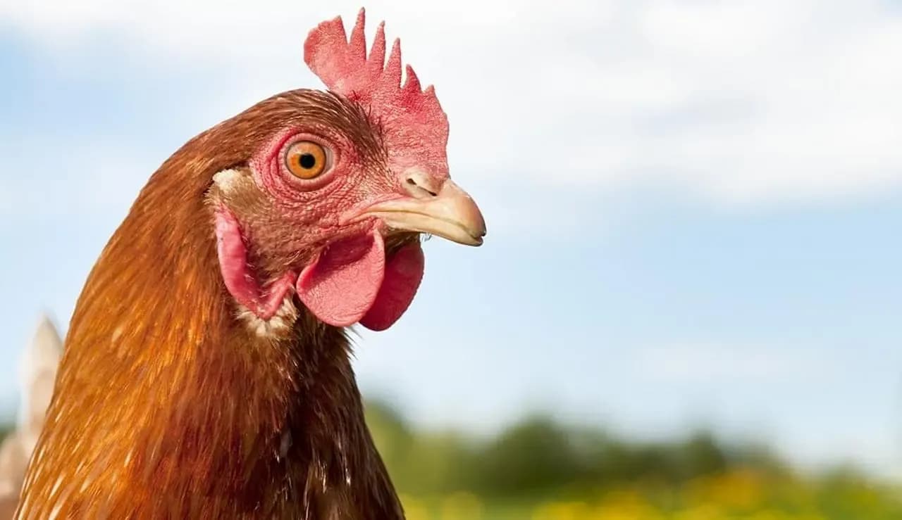 Co oznacza sen o kurach? Odkryj znaczenie i emocje związane z marzeniami