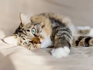 Co oznacza sen o kocie? Odkryj zaskakujące znaczenia snów