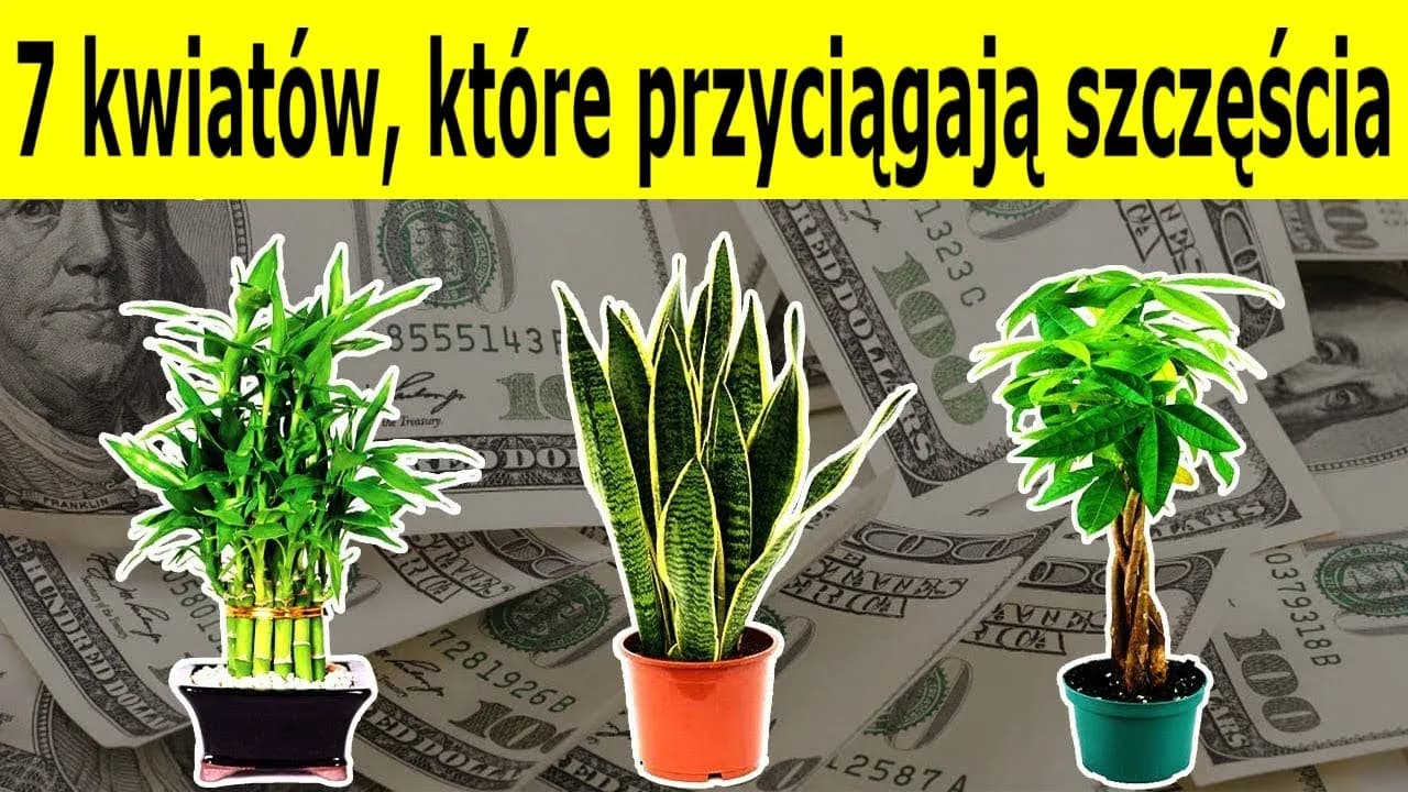 Jakie kwiaty w domu przynoszą szczęście i pozytywną energię