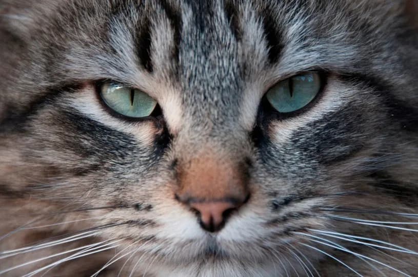 Czy koty widzą aurę? Prawda o ich niezwykłych zdolnościach